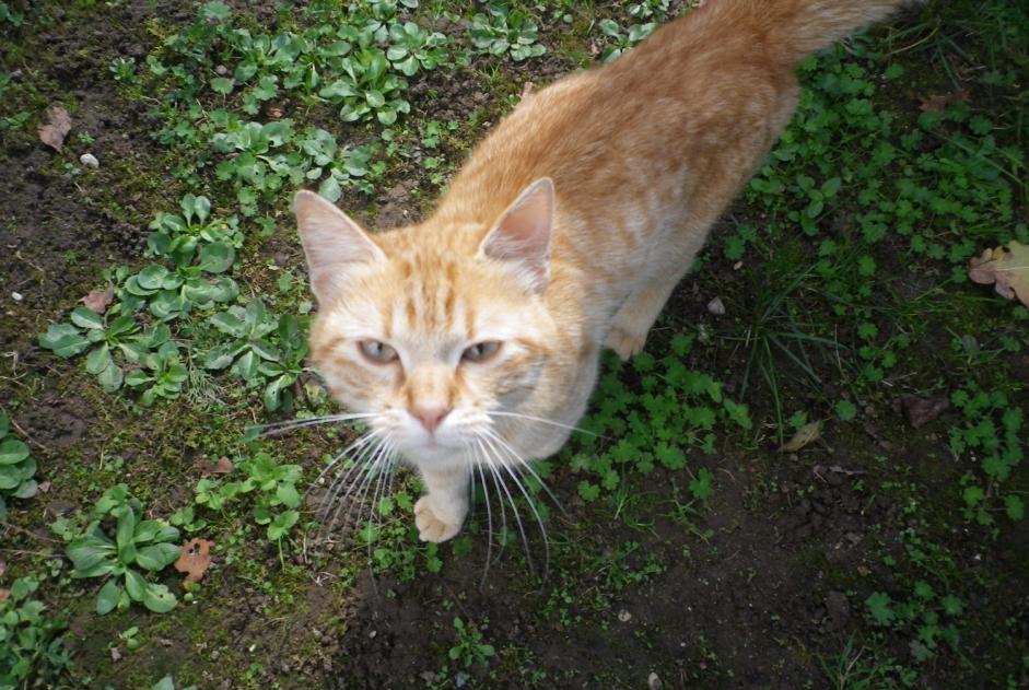 Fundmeldung Katze Männliche Briord Frankreich