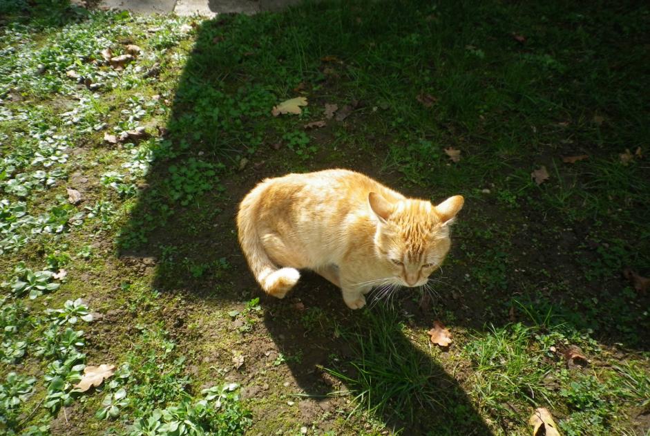 Fundmeldung Katze Männliche Briord Frankreich