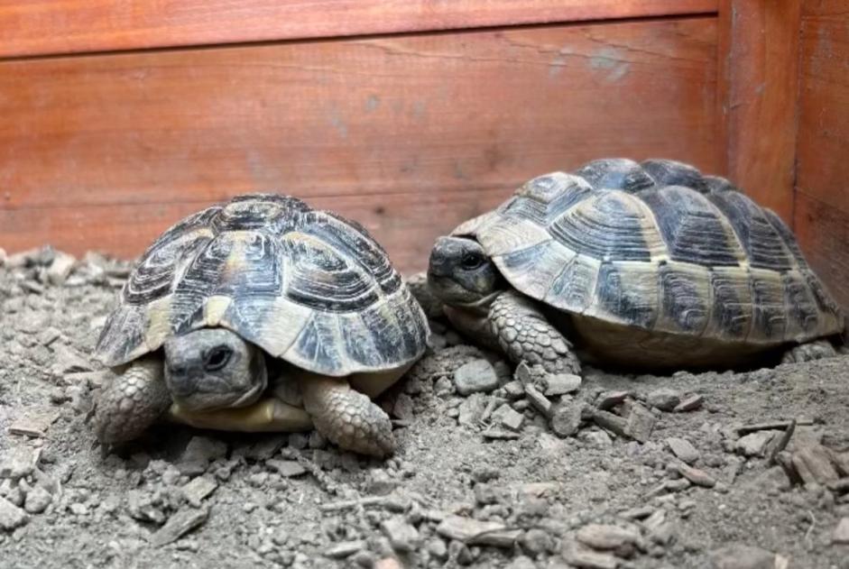 Vermisstmeldung Schildkröte Männliche , 2024 jahre Collombey-Muraz Schweiz