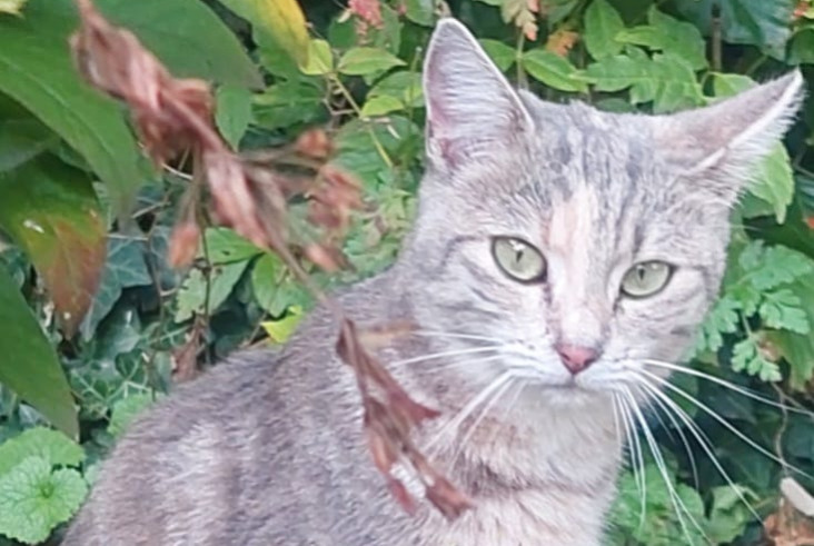 Fundmeldung Katze Weiblich Vevey Schweiz