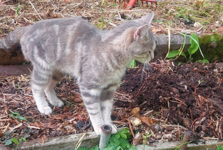 Fundmeldung Katze Weiblich Vevey Schweiz