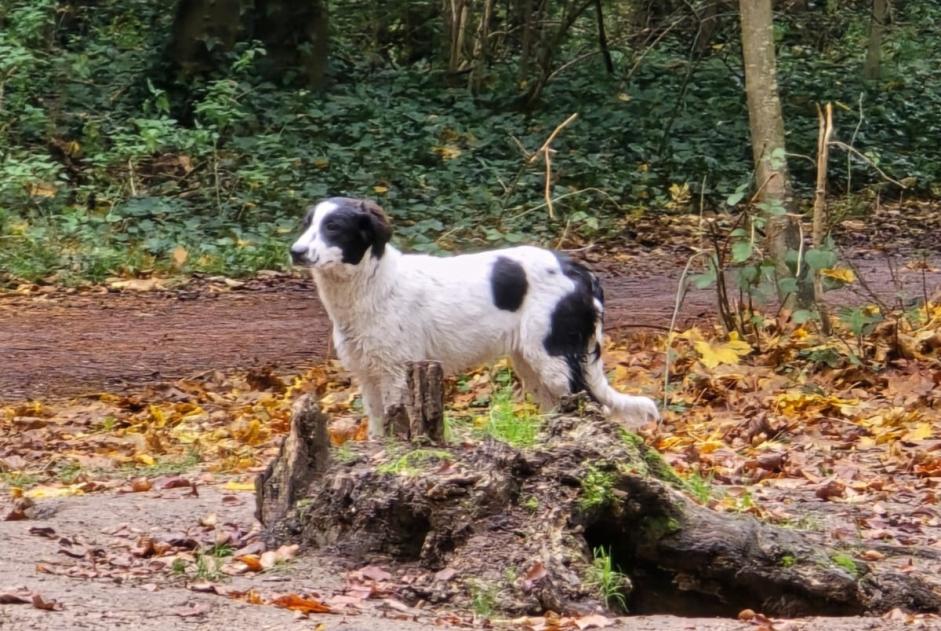 Fundmeldung Hund rassenmischung Unbekannt Vincennes Frankreich