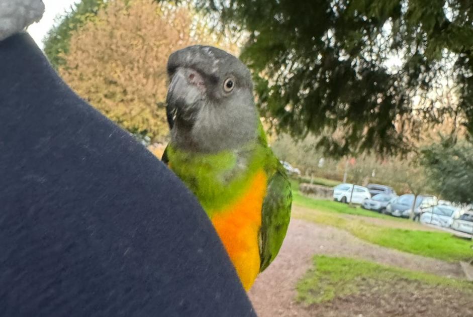 Fundmeldung Vogel Unbekannt Creutzwald Frankreich