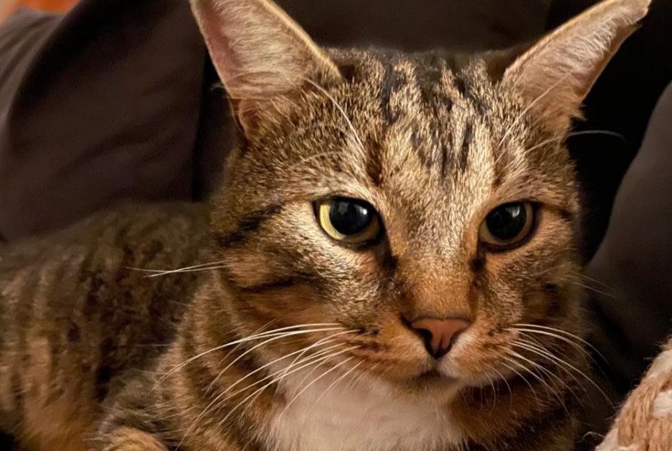 Vermisstmeldung Katze rassenmischung Männliche , 5 jahre Lausanne Schweiz