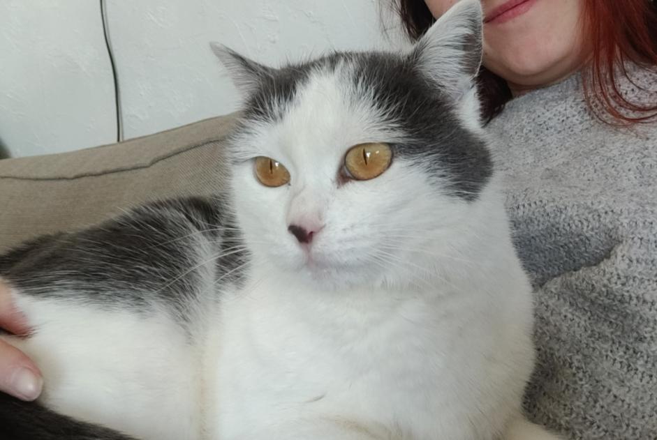 Vermisstmeldung Katze Weiblich , 5 jahre Lupé Frankreich