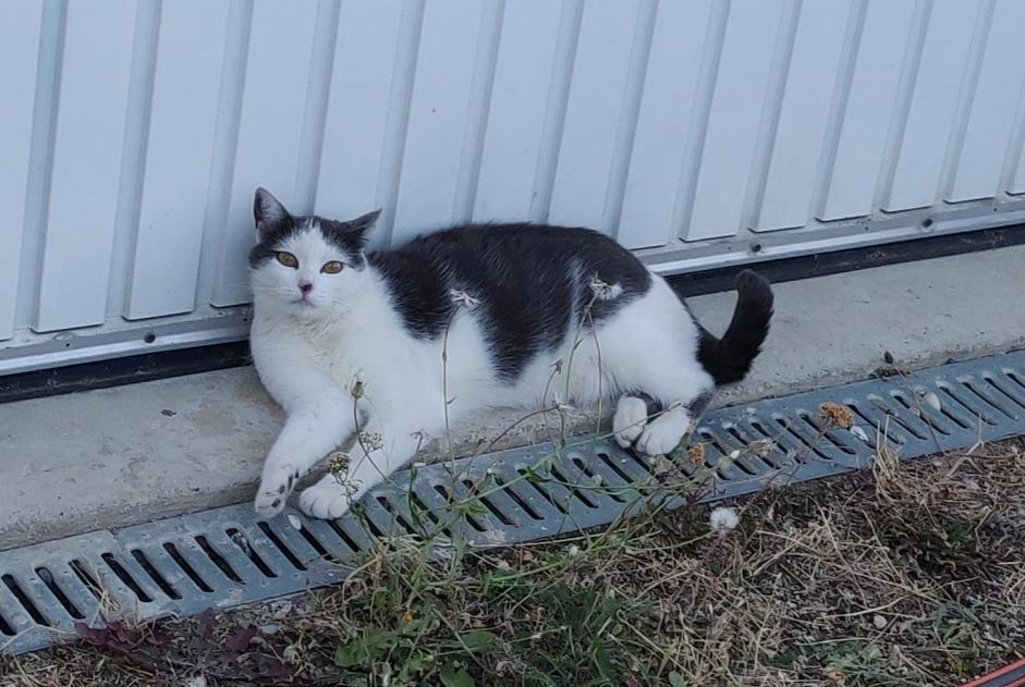 Vermisstmeldung Katze Weiblich , 5 jahre Lupé Frankreich