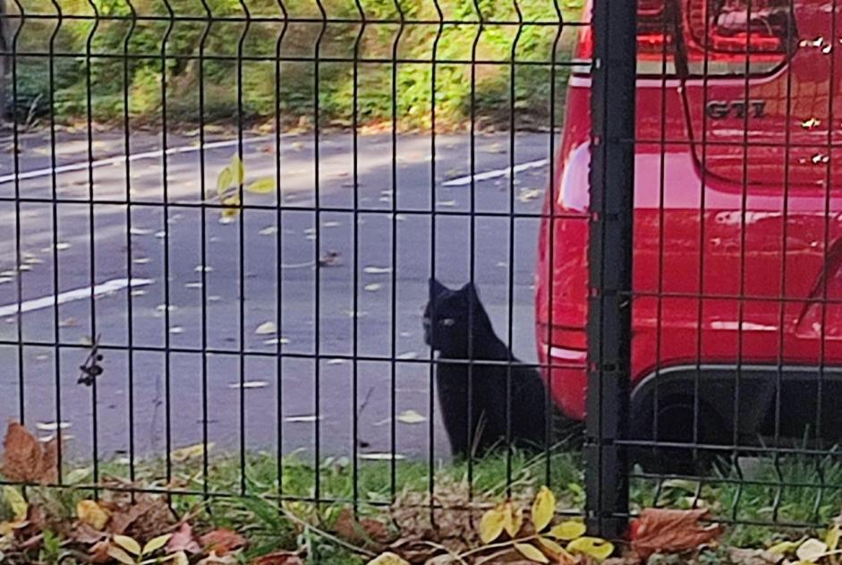 Fundmeldung Katze Unbekannt Wattrelos Frankreich