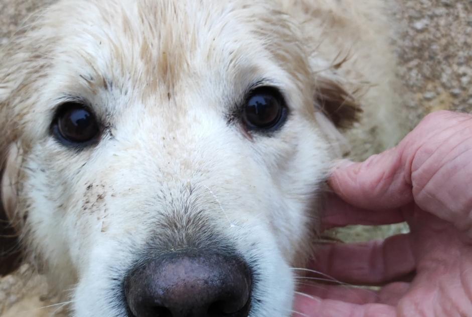 Fundmeldung Hund  Weiblich La Salle Frankreich