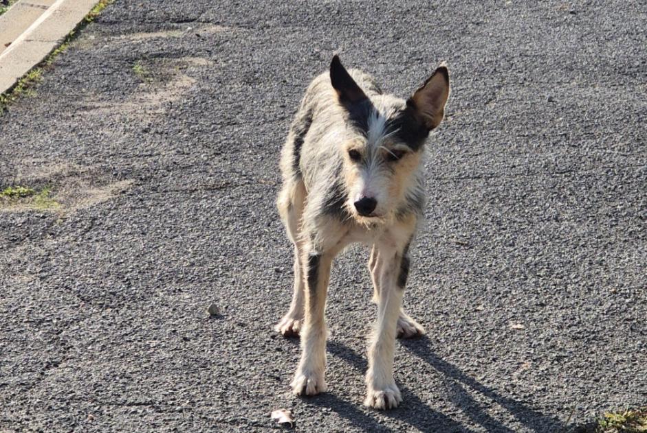 Fundmeldung Hund rassenmischung Unbekannt Cazouls-lès-Béziers Frankreich