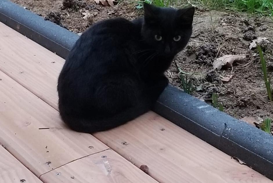 Fundmeldung Katze Unbekannt Loriol-sur-Drôme Frankreich