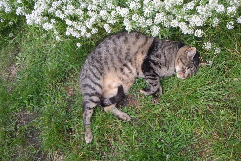 Vermisstmeldung Katze Männliche , 14 jahre Escaudain Frankreich