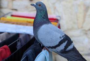 Vermisstmeldung Vogel Männliche , 2024 jahre Nyon Schweiz