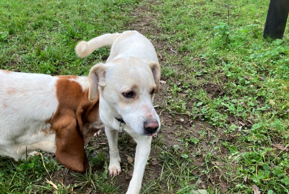 Fundmeldung Hund rassenmischung Männliche Dirinon Frankreich