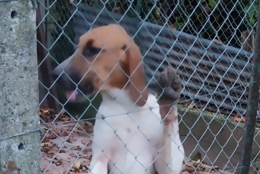 Fundmeldung Hund  Männliche Usson-du-Poitou Frankreich