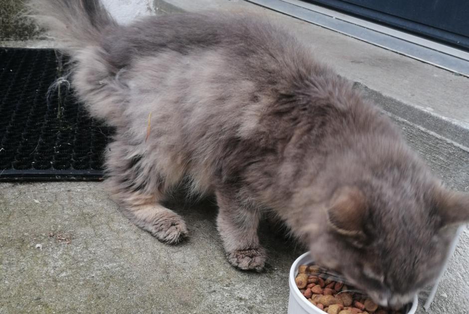 Fundmeldung Katze rassenmischung Weiblich Saint-Denis-en-Val Frankreich