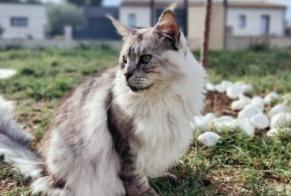 Vermisstmeldung Katze  Männliche , 6 jahre Angoulême Frankreich