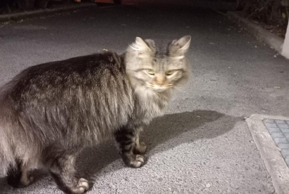 Fundmeldung Katze  Unbekannt Chamalières Frankreich