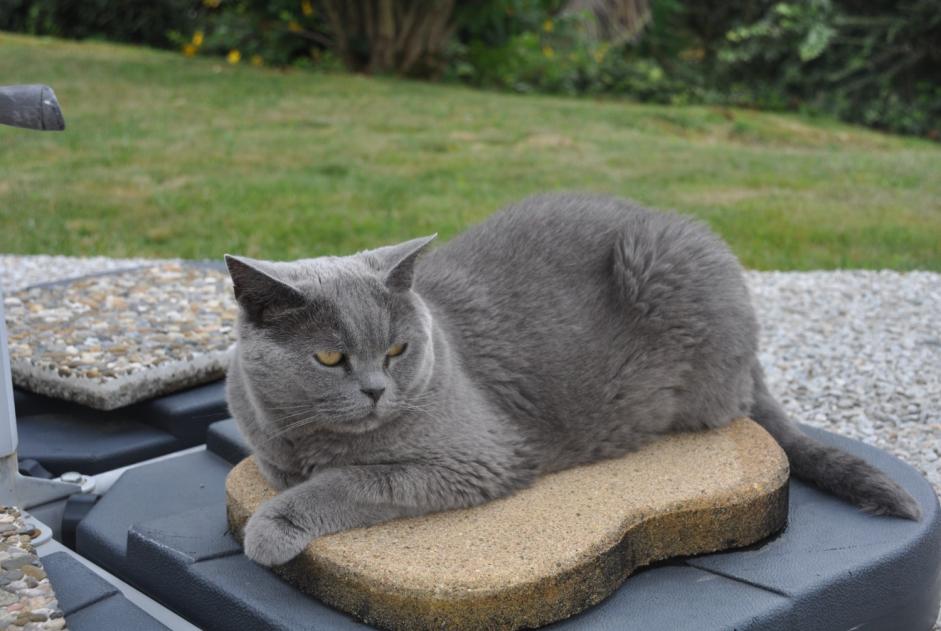 Vermisstmeldung Katze  Weiblich , 10 jahre Andoins Frankreich