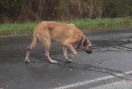 Fundmeldung Hund  Unbekannt Saint-Georges-sur-Loire Frankreich