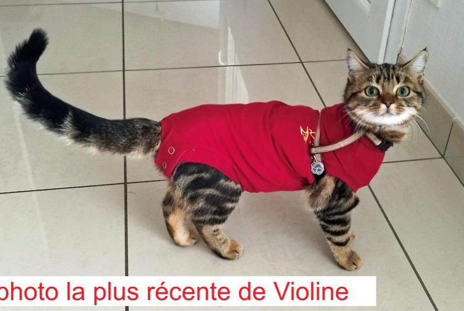 Vermisstmeldung Katze  Weiblich , 0 jahre Narrosse Frankreich