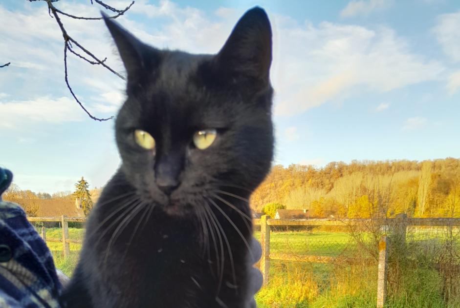 Fundmeldung Katze  Unbekannt Ménilles Frankreich