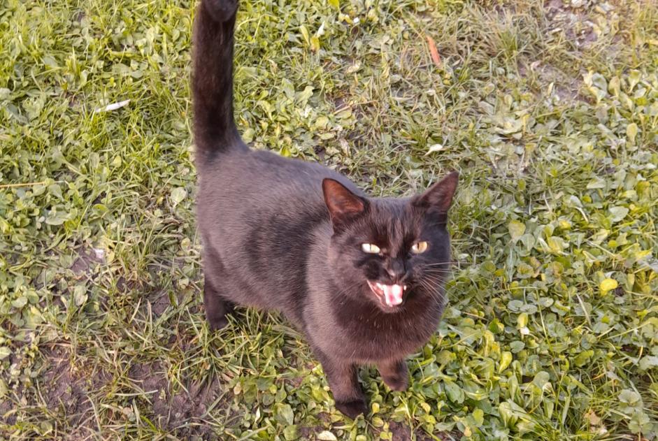 Fundmeldung Katze  Unbekannt Ménilles Frankreich