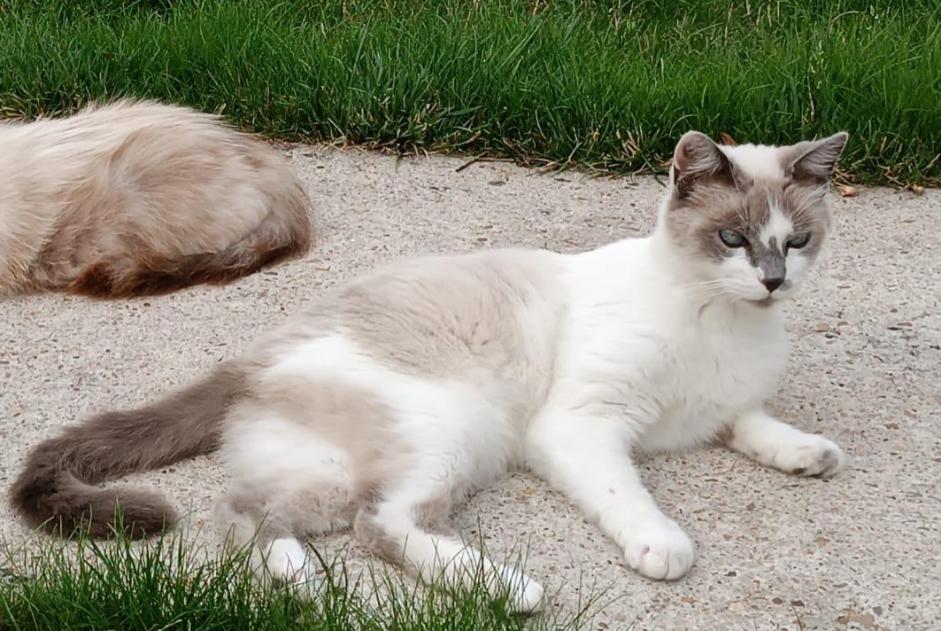 Vermisstmeldung Katze rassenmischung Männliche , 11 jahre La Ferté-Saint-Aubin Frankreich