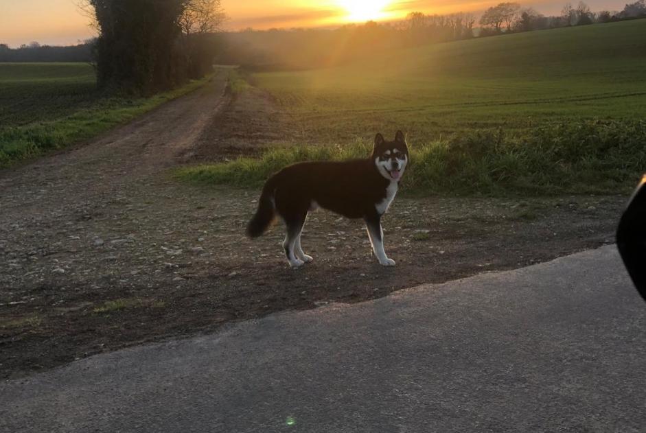 Fundmeldung Hund rassenmischung Männliche Montjean Frankreich