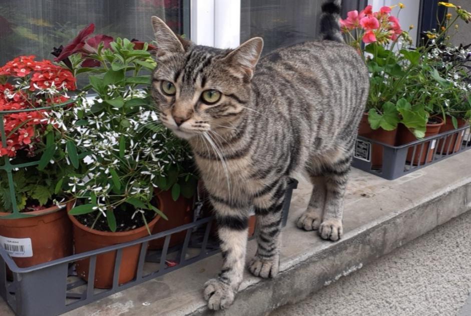 Vermisstmeldung Katze  Weiblich , 1 jahre Bazet Frankreich