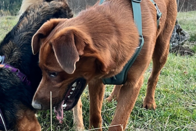 Vermisstmeldung Hund rassenmischung Männliche , 0 jahre Arzier-Le Muids Schweiz