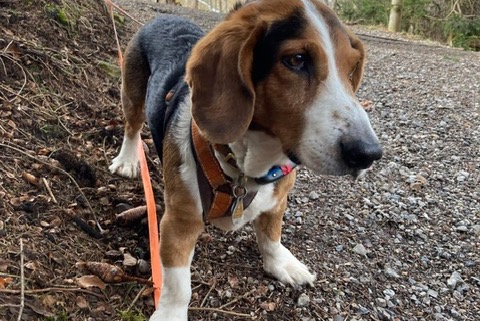 Vermisstmeldung Hund  Männliche , 9 jahre Chambley-Bussières Frankreich