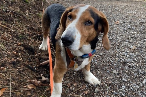 Vermisstmeldung Hund  Männliche , 9 jahre Chambley-Bussières Frankreich