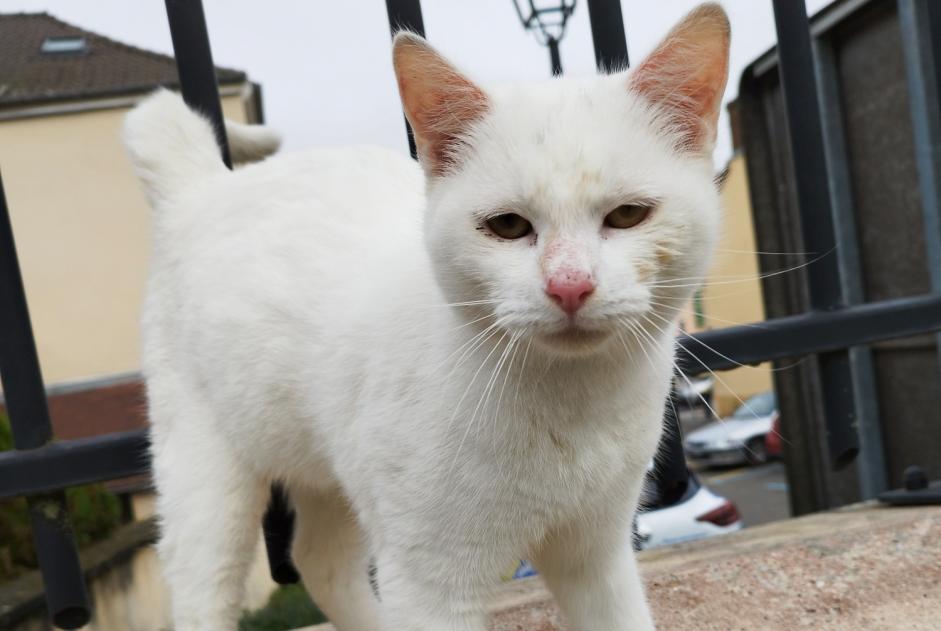 Fundmeldung Katze Männliche Mézières-sur-Seine Frankreich