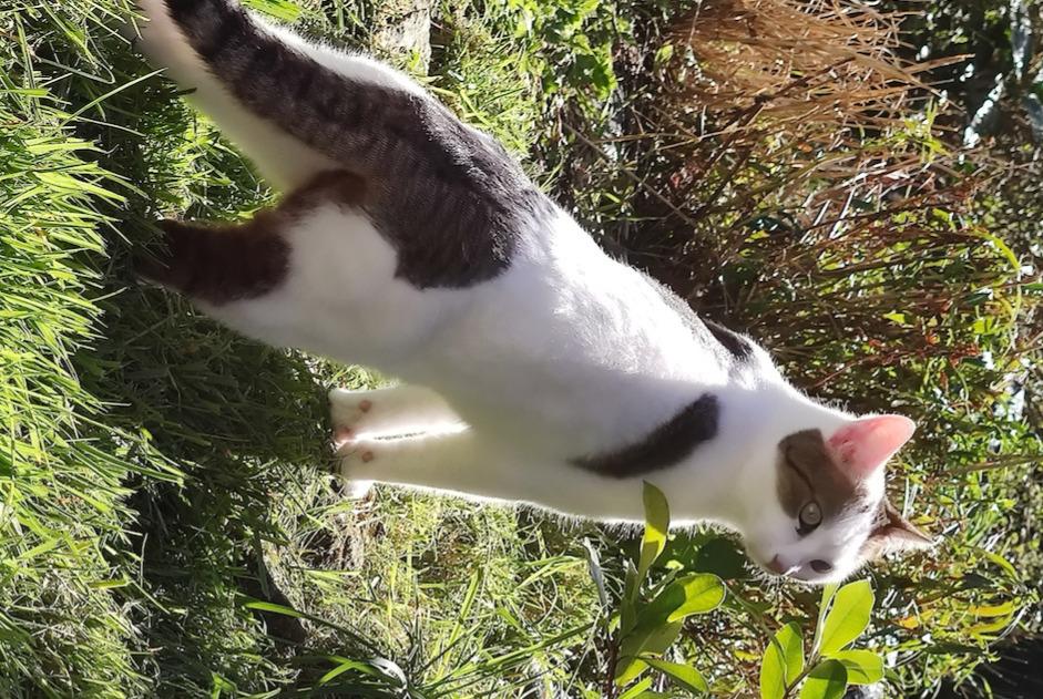 Vermisstmeldung Katze Weiblich , 4 jahre Uzel Frankreich