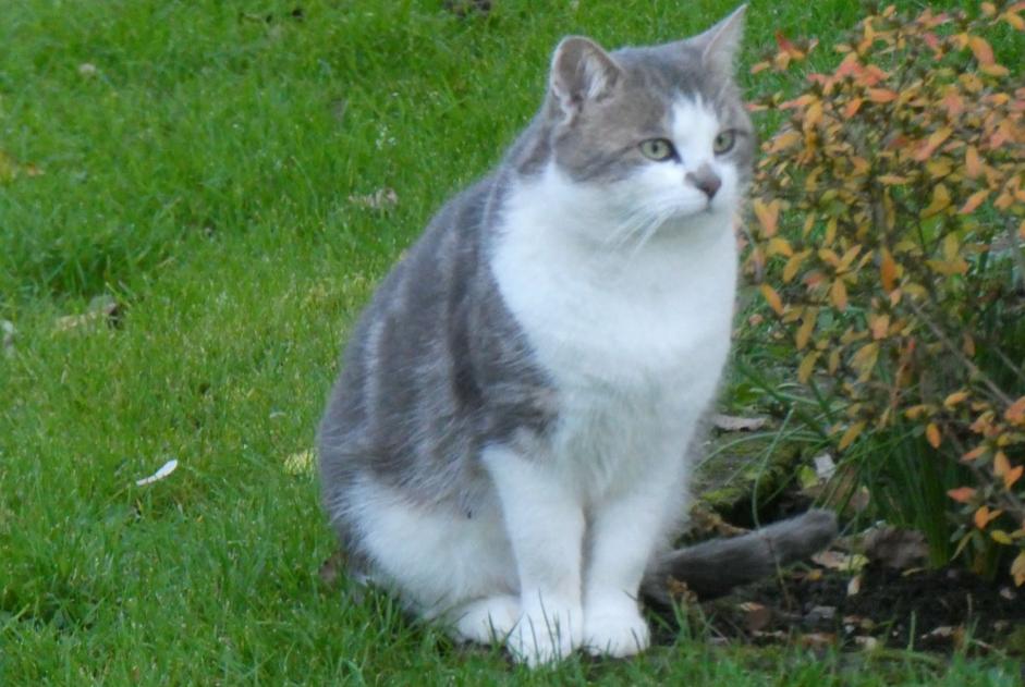 Fundmeldung Katze Unbekannt Milly-sur-Thérain Frankreich