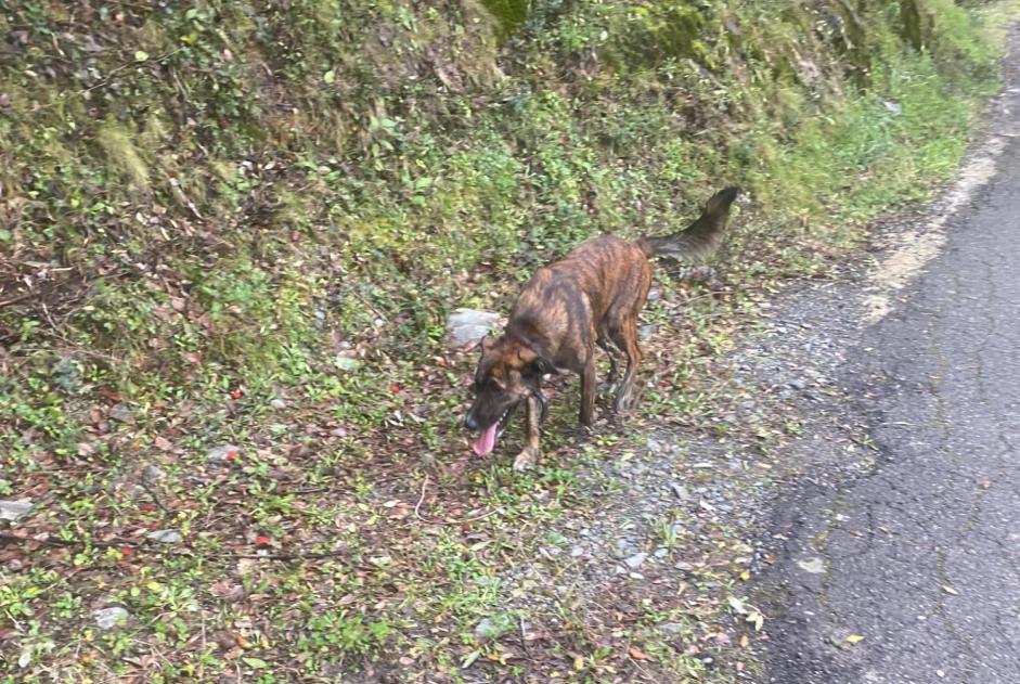 Fundmeldung Hund  Unbekannt Prunelli-di-Casacconi Frankreich