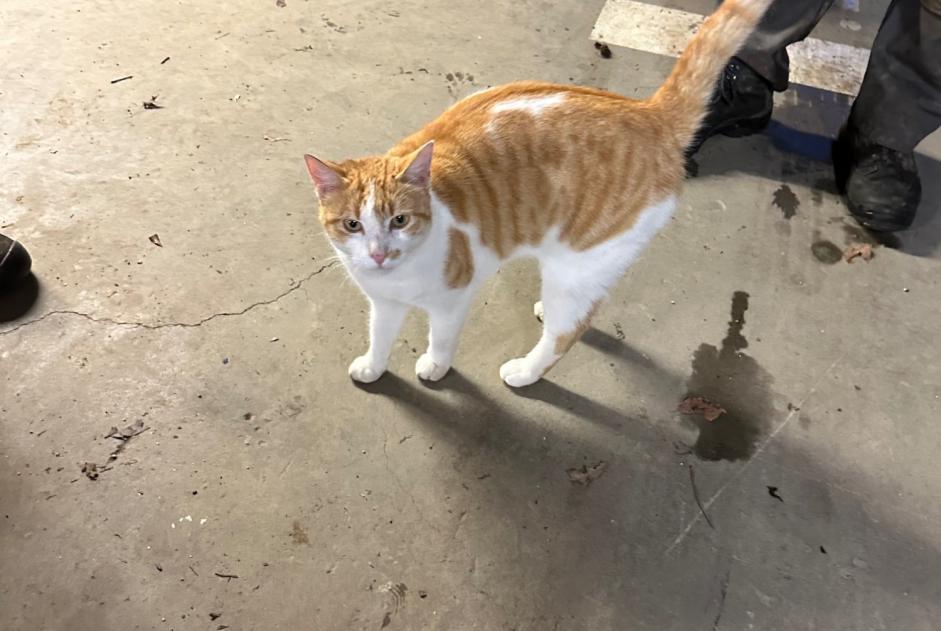 Fundmeldung Katze Weiblich Argelès-Gazost Frankreich