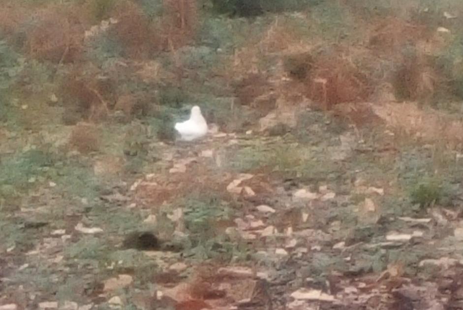 Fundmeldung Vogel Unbekannt Pierrefitte-en-Beauvaisis Frankreich