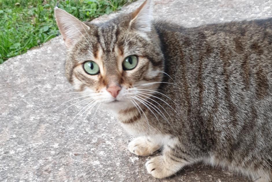 Vermisstmeldung Katze rassenmischung Weiblich , 7 jahre Bédarieux Frankreich