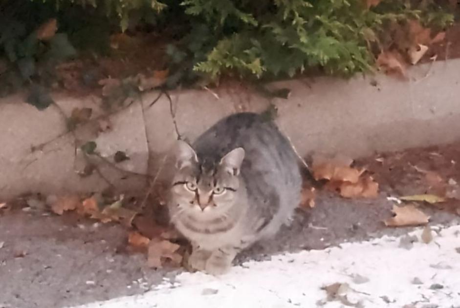 Fundmeldung Katze rassenmischung Unbekannt Auberives-sur-Varèze Frankreich