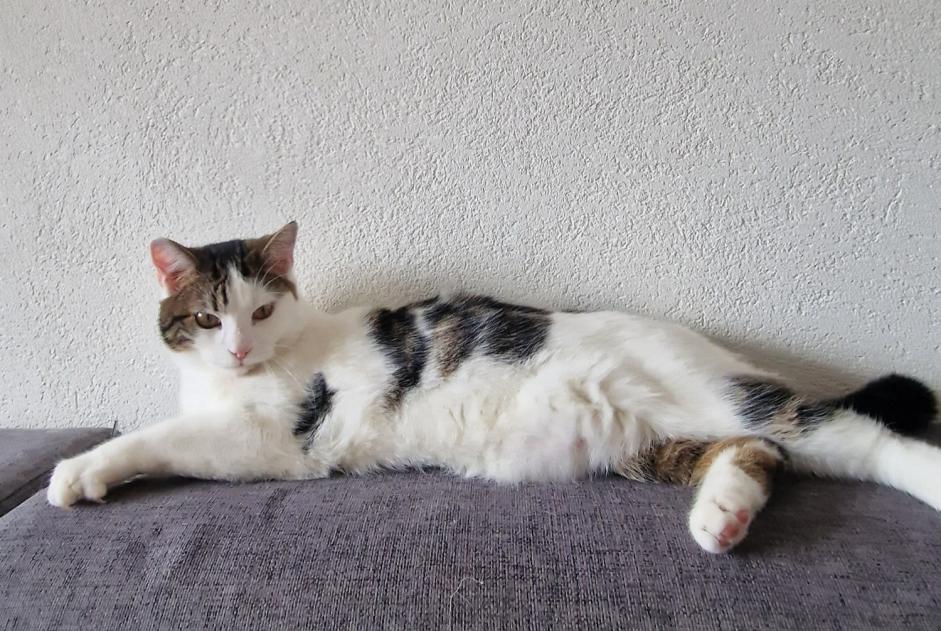 Vermisstmeldung Katze  Männliche , 1 jahre Blonay - Saint-Légier Schweiz