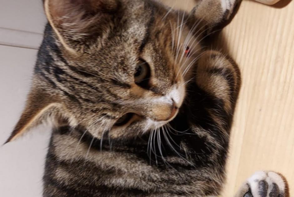 Vermisstmeldung Katze Männliche , 0 jahre Torny Schweiz