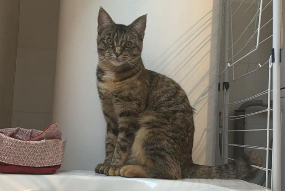 Vermisstmeldung Katze rassenmischung Weiblich , 1 jahre Soignies Belgien