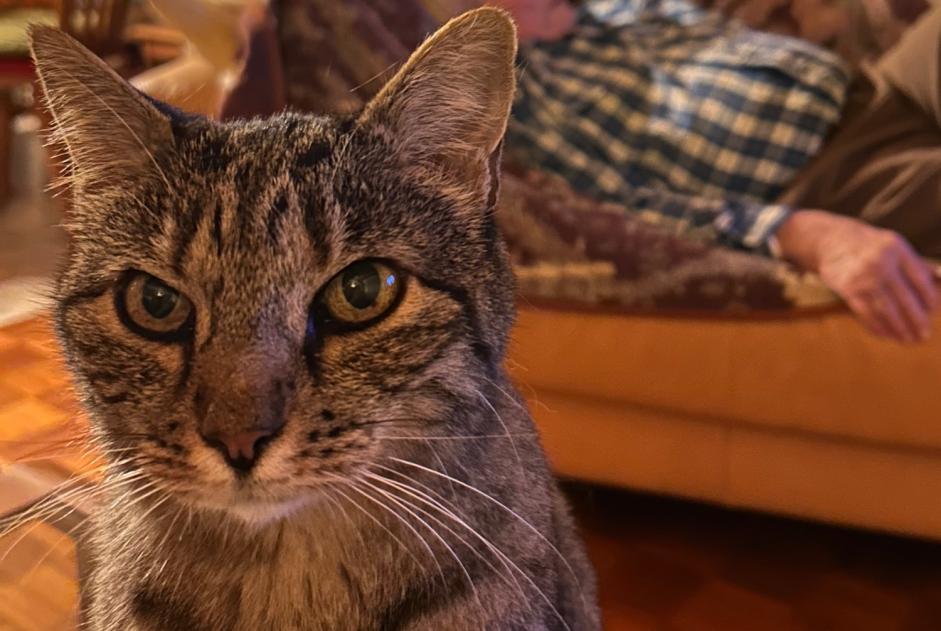 Vermisstmeldung Katze rassenmischung Weiblich , 15 jahre Chalais Schweiz