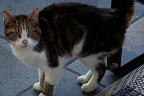 Fundmeldung Katze Weiblich Vully-les-Lacs Schweiz