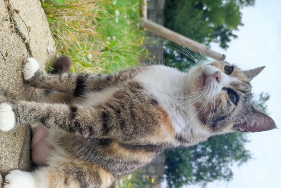 Vermisstmeldung Katze Weiblich , 10 jahre L'Hermenault Frankreich