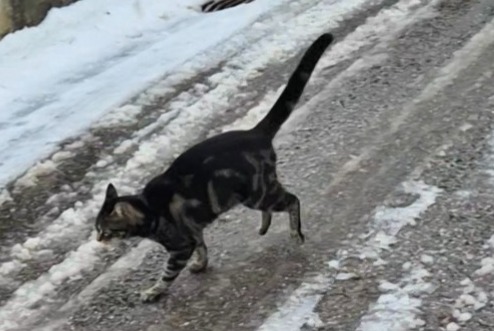 Vermisstmeldung Katze Weiblich , 1 jahre Château-d’Œx Schweiz