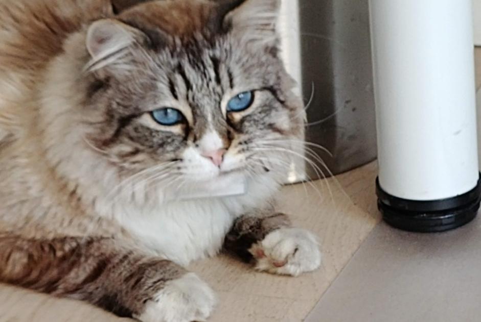 Vermisstmeldung Katze rassenmischung Männliche , 9 jahre Noisy-le-Grand Frankreich