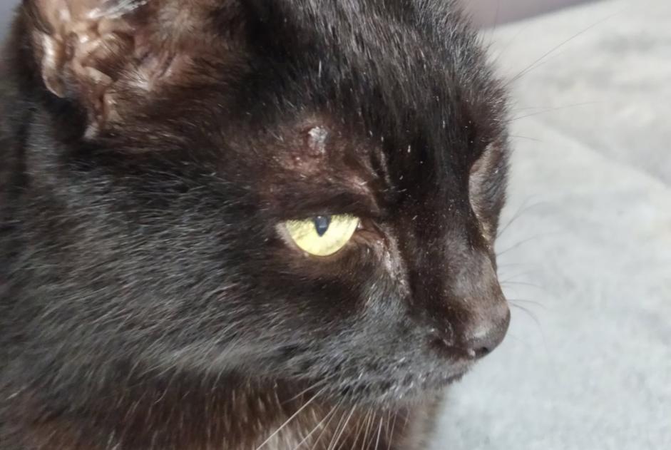 Vermisstmeldung Katze Männliche , 16 jahre Bougival Frankreich