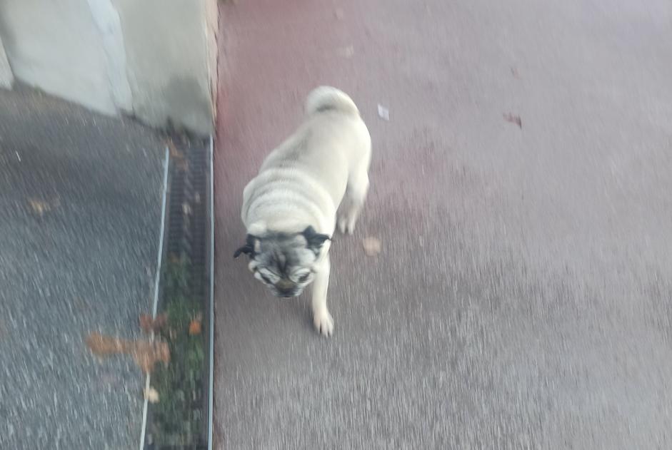 Fundmeldung Hund  Männliche Isle Frankreich